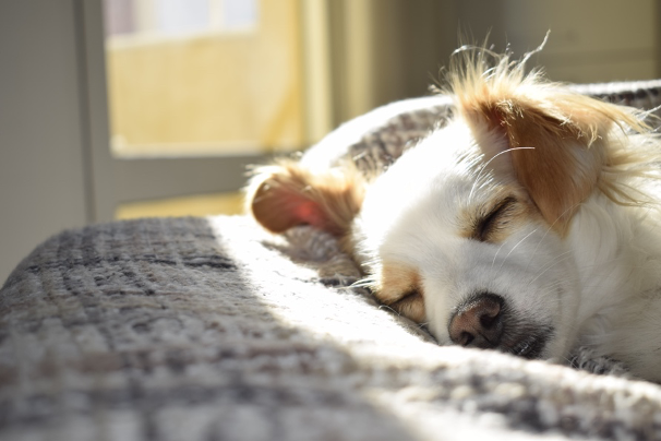 Pet camera recording a puppy sleeping