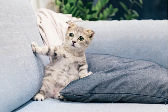 Pets Interacting with the Camera