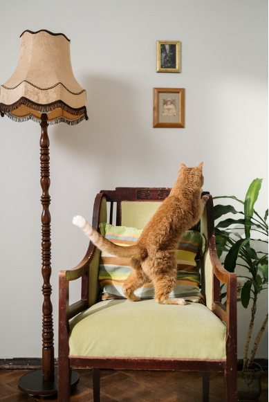 Pet camera catching a cat misbehaving