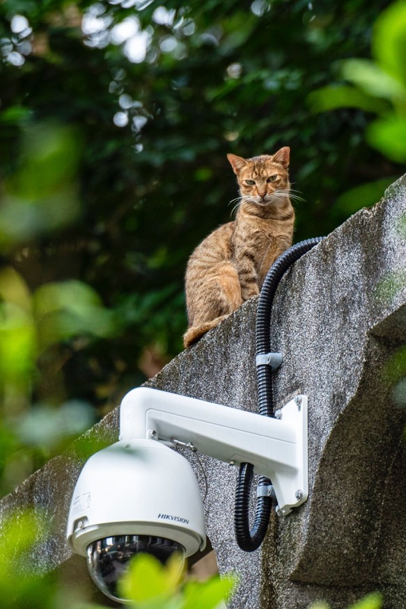 Security cameras